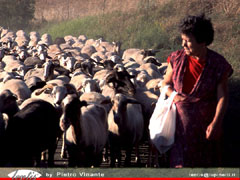 Lajatico, sheep, copyrights Pietro Vinante