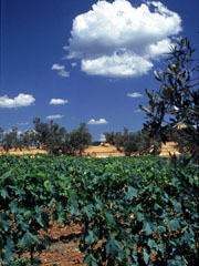 Lajatico, late summer, copyrights Pietro Vinante